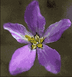 Выберите команду Filter > Blur (Размывка) > Gaussian Blur (Гауссова размывка)